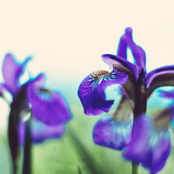 モリーオ's avatar